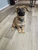 Tank (Orange Male), a male German Shepherd Dog for sale in Lake City, FL – 3 of 5
