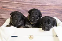 Green Collar Male, a male German Shepherd Dog for sale in Lake City, FL – Photo 5 of 8