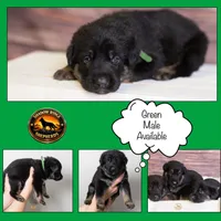 Green Collar Male, a male German Shepherd Dog for sale in Lake City, FL – Photo 2 of 8