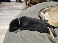 Green Collar Male, a male German Shepherd Dog for sale in Lake City, FL – Photo 7 of 8