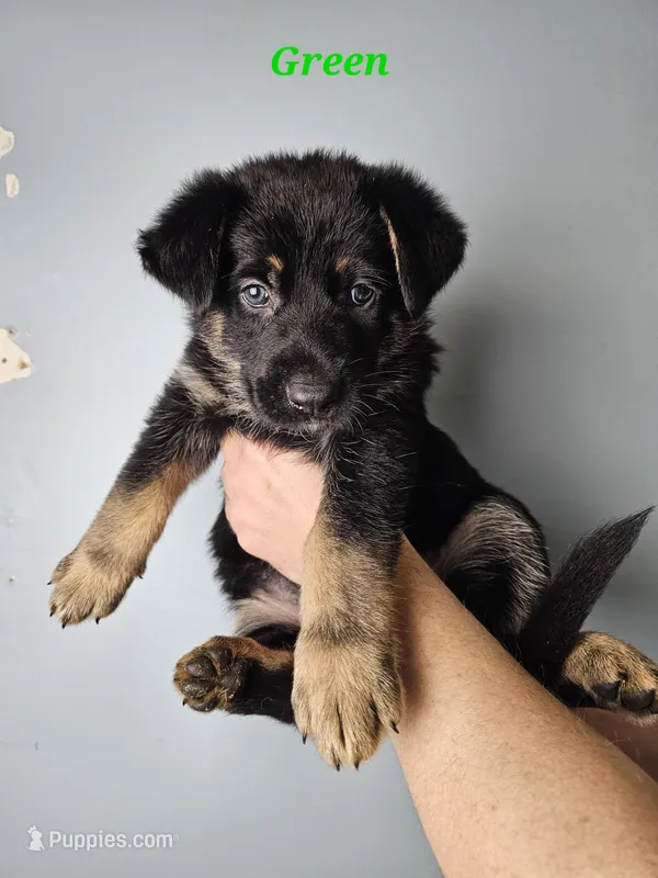 Green Collar Male – German Shepherd Dog puppy for sale in Lake City, FL
