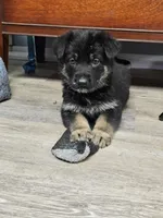 Green Collar Male, a male German Shepherd Dog for sale in Lake City, FL – Photo 6 of 8