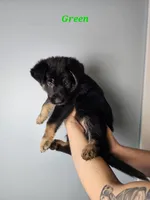 Green Collar Male, a male German Shepherd Dog for sale in Lake City, FL – Photo 3 of 8