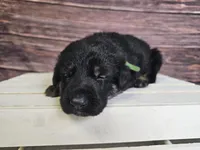 Green Collar Male, a male German Shepherd Dog for sale in Lake City, FL – Photo 8 of 8