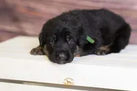 Green Collar Male, a male German Shepherd Dog for sale in Lake City, FL – Photo 4 of 8