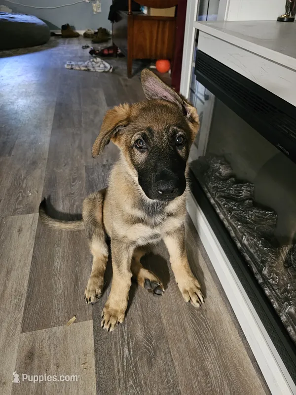 Tank (Orange Male) – German Shepherd Dog puppy for sale in Lake City, FL