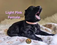 Light Pink Female, a female German Shepherd Dog for sale in Lake City, FL – 3 of 4