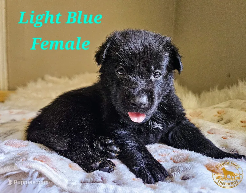 Light Blue Female – German Shepherd Dog puppy for sale in Lake City, FL