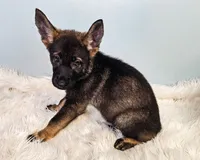 Red Female - Little Wolf, a female German Shepherd Dog for sale in Lake City, FL – 3 of 8