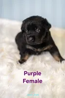 Purple Female, a female German Shepherd Dog and Golden Retriever for sale in Lake City, FL – 3 of 4