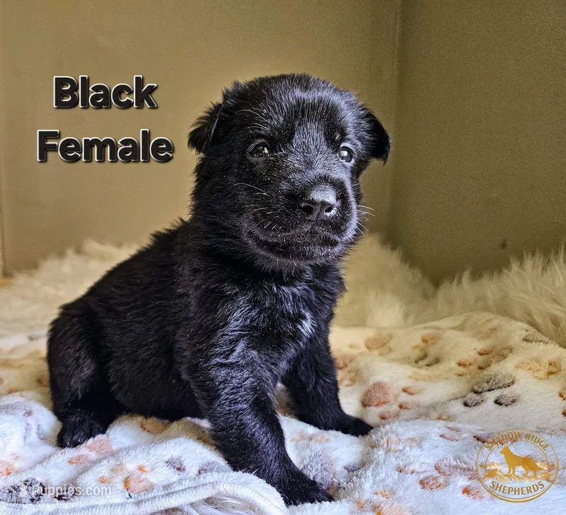 Black Female – German Shepherd Dog puppy for sale in Lake City, FL