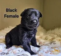 Black Female, a female German Shepherd Dog for sale in Lake City, FL – 1 of 2