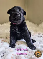 Hot Pink Female, a female German Shepherd Dog for sale in Lake City, FL – 3 of 3