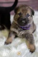 Purple Collar Female, a female German Shepherd Dog for sale in Lake City, FL – Photo 5 of 10
