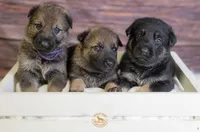 Purple Collar Female, a female German Shepherd Dog for sale in Lake City, FL – Photo 8 of 10