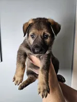 Purple Collar Female, a female German Shepherd Dog for sale in Lake City, FL – Photo 3 of 10