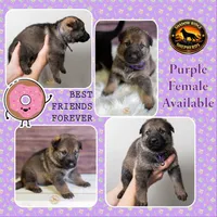 Purple Collar Female, a female German Shepherd Dog for sale in Lake City, FL – Photo 6 of 10