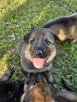 Purple Collar Female, a female German Shepherd Dog for sale in Lake City, FL – Photo 9 of 10
