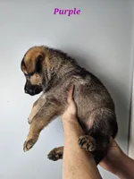 Purple Collar Female, a female German Shepherd Dog for sale in Lake City, FL – Photo 4 of 10