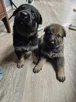 Purple Collar Female, a female German Shepherd Dog for sale in Lake City, FL – Photo 10 of 10