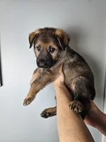 Purple Collar Female, a female German Shepherd Dog for sale in Lake City, FL – Photo 2 of 10