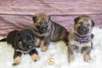 Purple Collar Female, a female German Shepherd Dog for sale in Lake City, FL – Photo 7 of 10