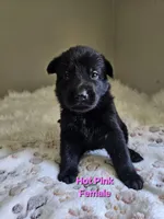 Hot Pink Female, a female German Shepherd Dog for sale in Lake City, FL – 2 of 3