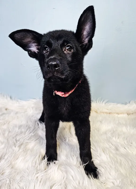 Hot Pink Female – German Shepherd Dog puppy for sale in Lake City, FL