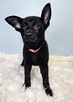 Hot Pink Female, a female German Shepherd Dog for sale in Lake City, FL – 2 of 9