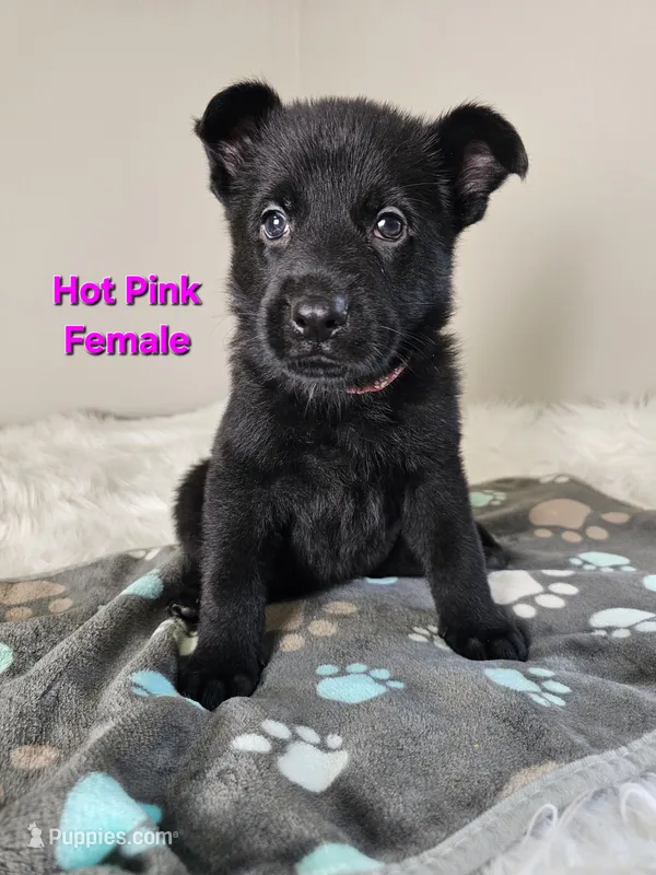 Hot Pink Female – German Shepherd Dog puppy for sale in Lake City, FL