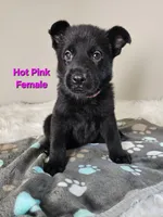 Hot Pink Female, a female German Shepherd Dog for sale in Lake City, FL – 9 of 9