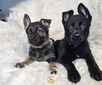 Red Female - Little Wolf, a female German Shepherd Dog for sale in Lake City, FL – 7 of 8