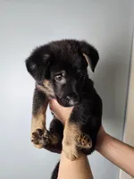 Blue Collar Boy, a male German Shepherd Dog for sale in Lake City, FL – Photo 7 of 8