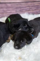 Blue Collar Boy, a male German Shepherd Dog for sale in Lake City, FL – Photo 5 of 8