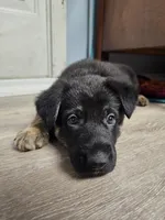 Blue Collar Boy, a male German Shepherd Dog for sale in Lake City, FL – Photo 1 of 8