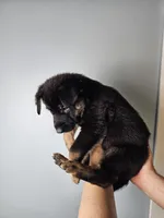 Blue Collar Boy, a male German Shepherd Dog for sale in Lake City, FL – Photo 8 of 8