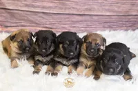 Blue Collar Boy, a male German Shepherd Dog for sale in Lake City, FL – Photo 3 of 8