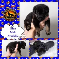 Blue Collar Boy, a male German Shepherd Dog for sale in Lake City, FL – Photo 2 of 8