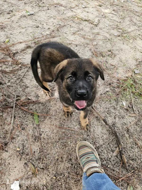 Blue Female – German Shepherd Dog, Golden Retriever puppy for sale in Lake City, FL