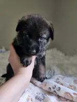 Red Female - Little Wolf, a female German Shepherd Dog for sale in Lake City, FL – 2 of 3
