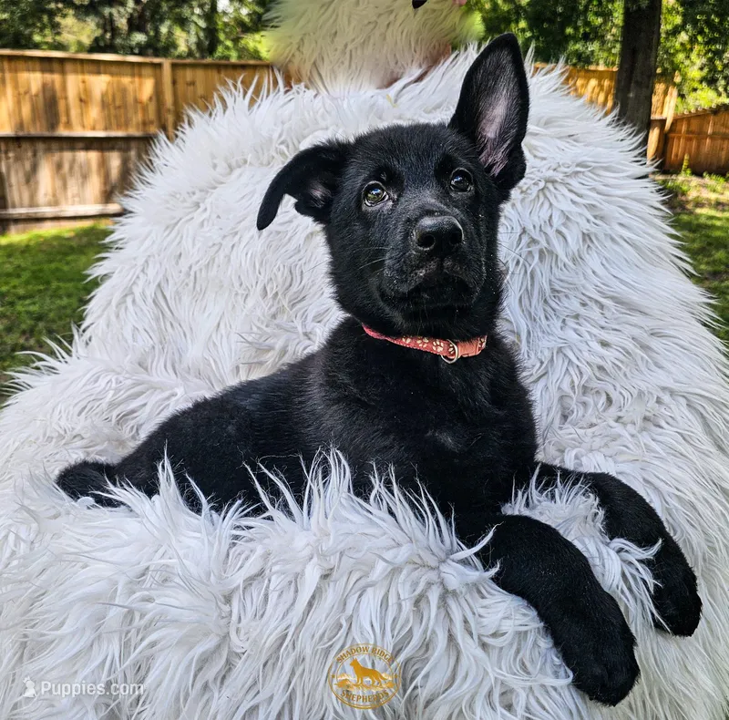 Hot Pink Female – German Shepherd Dog puppy for sale in Lake City, FL