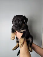 Pink Collar Female, a female German Shepherd Dog for sale in Lake City, FL – Photo 1 of 7