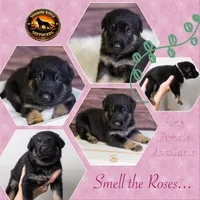 Pink Collar Female, a female German Shepherd Dog for sale in Lake City, FL – Photo 4 of 7