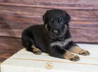 Pink Collar Female, a female German Shepherd Dog for sale in Lake City, FL – Photo 3 of 7