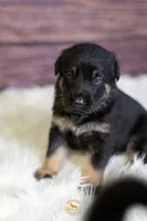 Pink Collar Female, a female German Shepherd Dog for sale in Lake City, FL – Photo 2 of 7