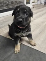 Pink Collar Female, a female German Shepherd Dog for sale in Lake City, FL – Photo 6 of 7