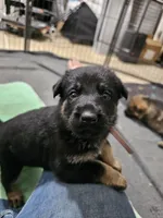 Pink Collar Female, a female German Shepherd Dog for sale in Lake City, FL – Photo 7 of 7