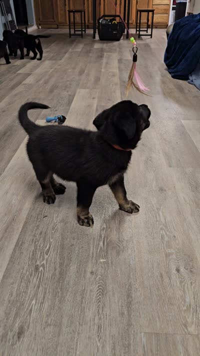 Blue Female, a female German Shepherd Dog and Golden Retriever for sale in Lake City, FL – 4 of 4