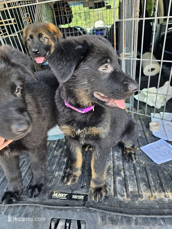 Purple Female – German Shepherd Dog, Golden Retriever puppy for sale in Lake City, FL