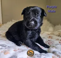 Purple Male, a male German Shepherd Dog for sale in Lake City, FL – 3 of 6
